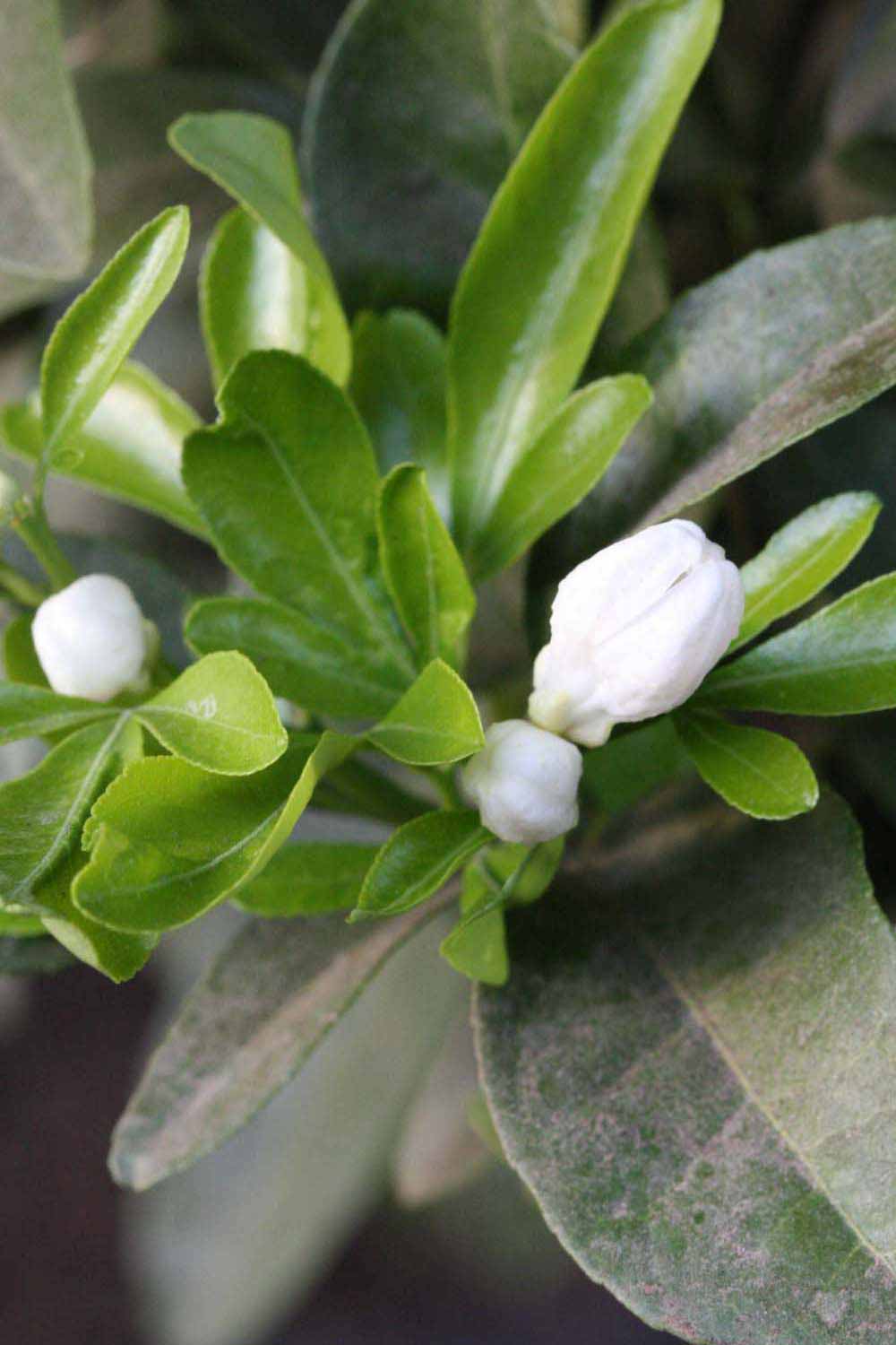              Flower (Riverside, CA)       